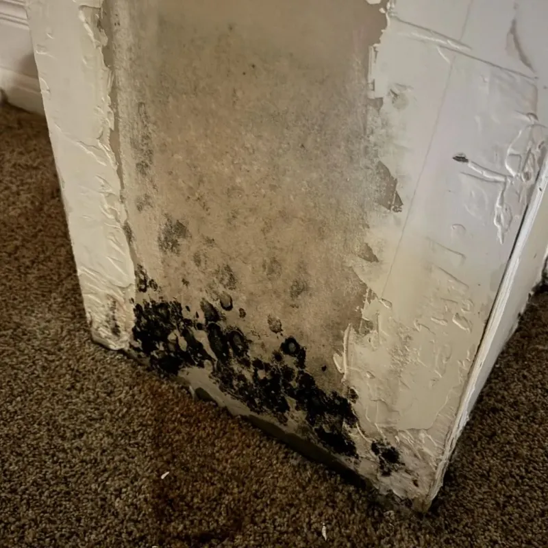 Professional Mold Removal in Kent County, MI